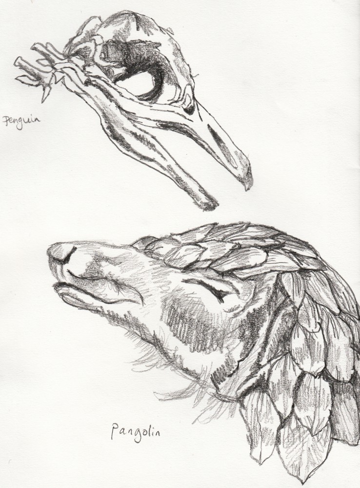 738x1000 Penguin, Pangolin Drawing Life - Pangolin Drawing