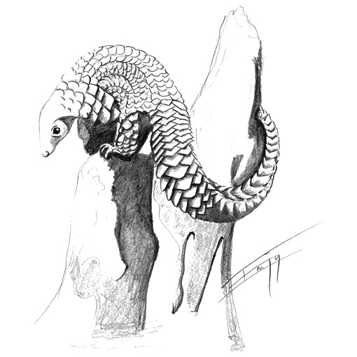 510x510 The World's Newest Photos Of Drawing And Pangolin - Pangolin Drawing