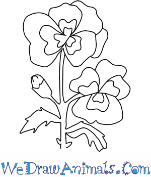 300x350 how to draw a pansy flower - Pansy Drawing