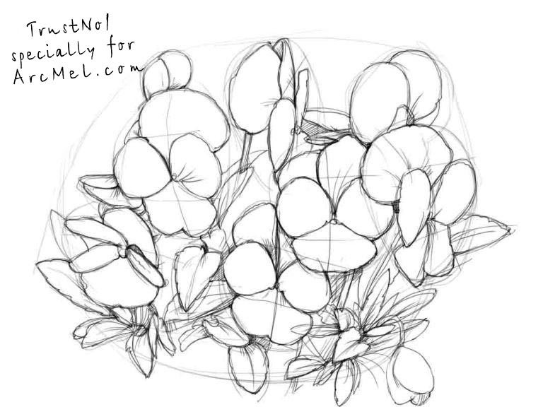 768x576 how to draw pansies step - Pansy Drawing
