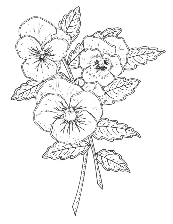 714x925 new pansy rubber stamp designs for penny black, ca - Pansy Drawing