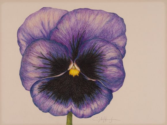 580x435 pansies flower pencil drawing purple pansy drawing purple pansy - Pansy Drawing