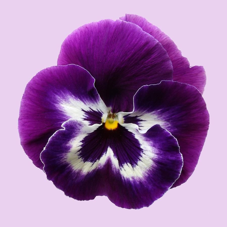 900x899 pansy drawing purple pansy photograph - Pansy Drawing