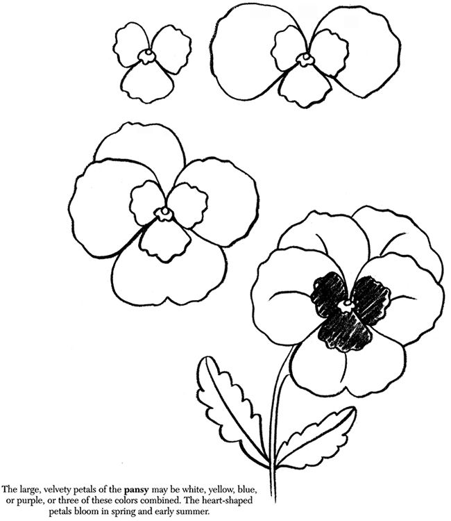 650x750 pansy drawing plants draw an apple draw a daffodil draw a leaf - Pansy Drawing