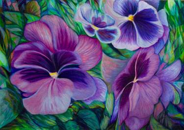 375x265 pansy drawing - Pansy Drawing