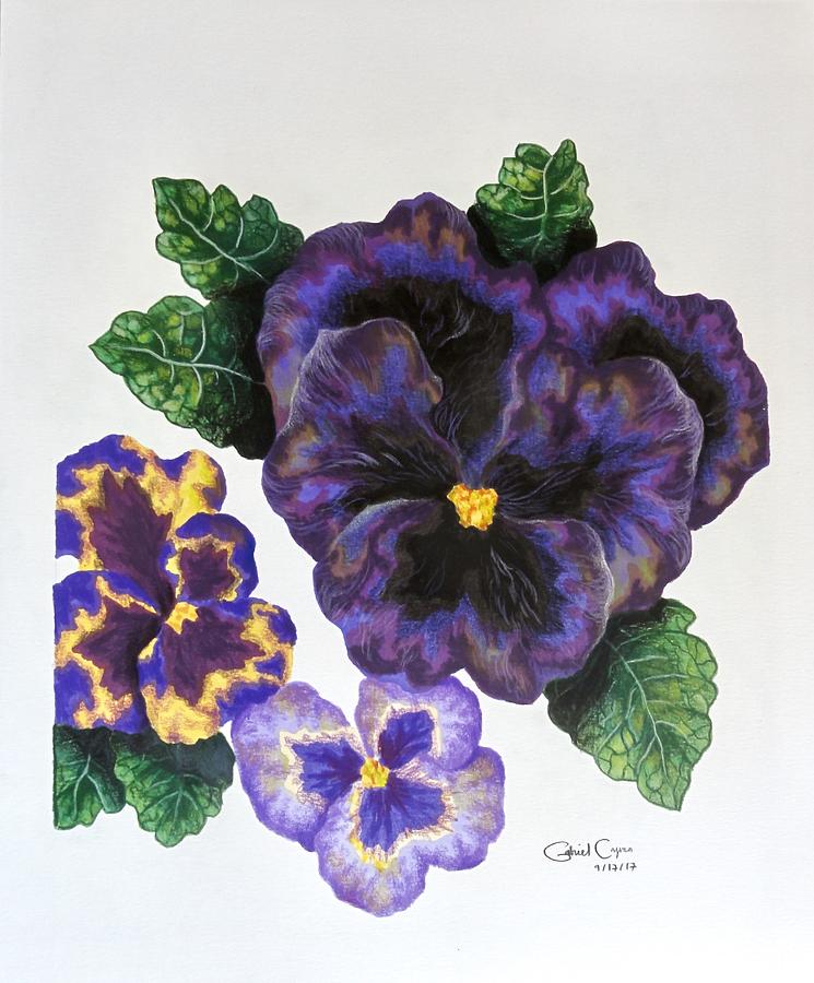 745x900 pansy drawing - Pansy Drawing