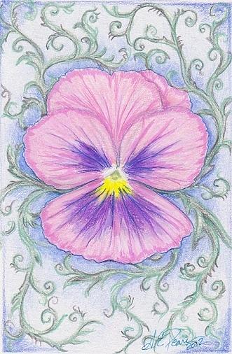 331x506 pink pansy drawing - Pansy Drawing