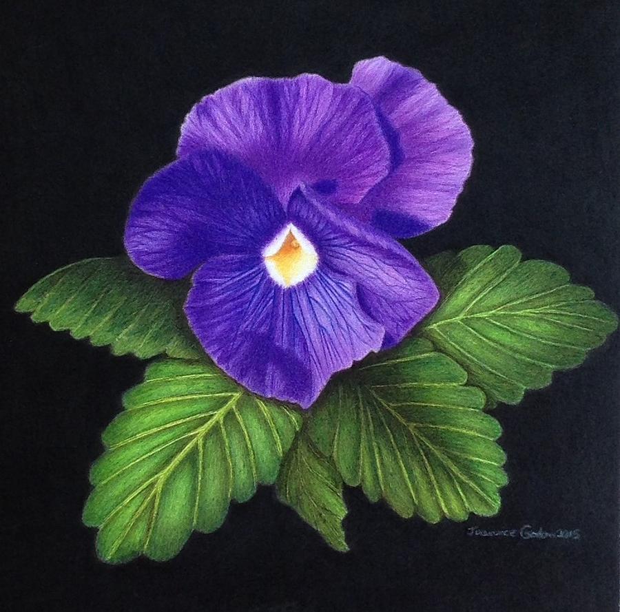 900x889 purple pansy drawing - Pansy Drawing