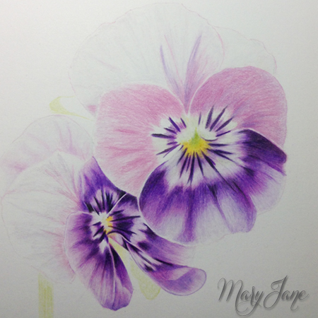 450x450 drawing pansies maryjanefineart colored pencil drawings - Pansy Drawing