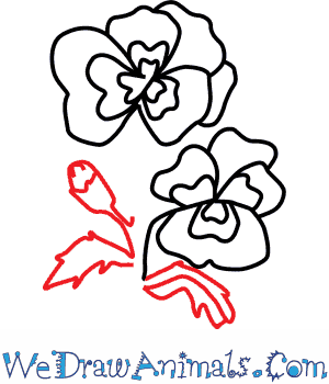 300x350 how to draw a pansy flower - Pansy Flower Drawing