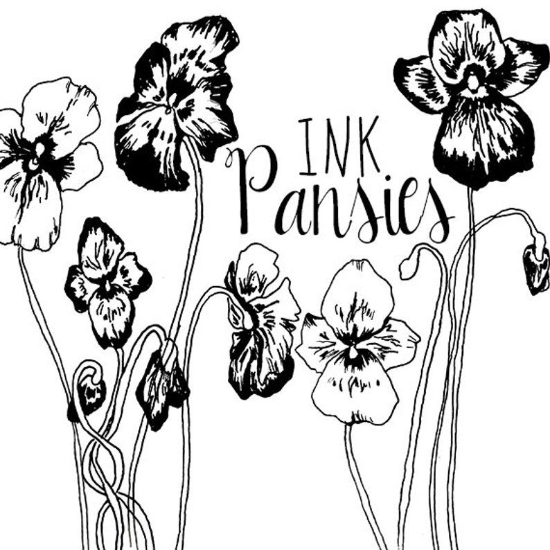 794x794 ink drawing pansy flower clipart flowers clip art digital etsy - Pansy Flower Drawing