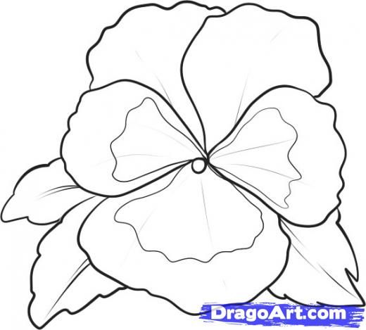520x469 learn how to draw a pansy flowers pop culture free step - Pansy Flower Drawing