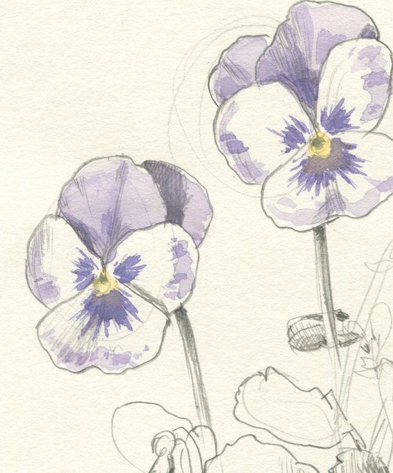 570x685 pansies print pansy flowers pencil drawing delicate pencil etsy - Pansy Flower Drawing