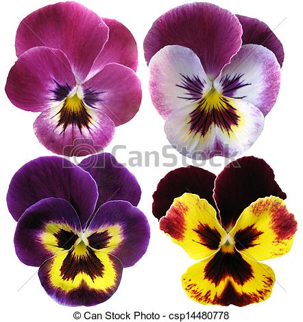 442x470 pansies flowers on white background - Pansy Flower Drawing