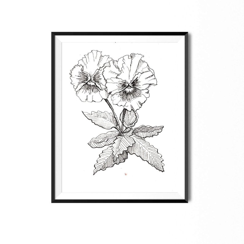 794x794 pansy print flower art botanical illustration blossom etsy - Pansy Flower Drawing