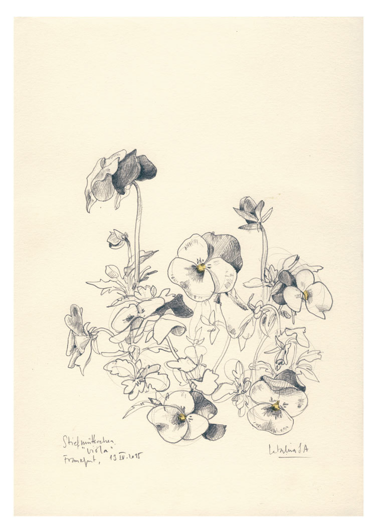 750x1061 pencil drawings of pansies pansy flower drawing at getdrawings - Pansy Flower Drawing