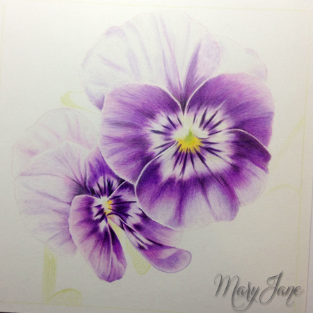 450x450 drawing pansies maryjanefineart colored pencil drawings - Pansy Flower Drawing