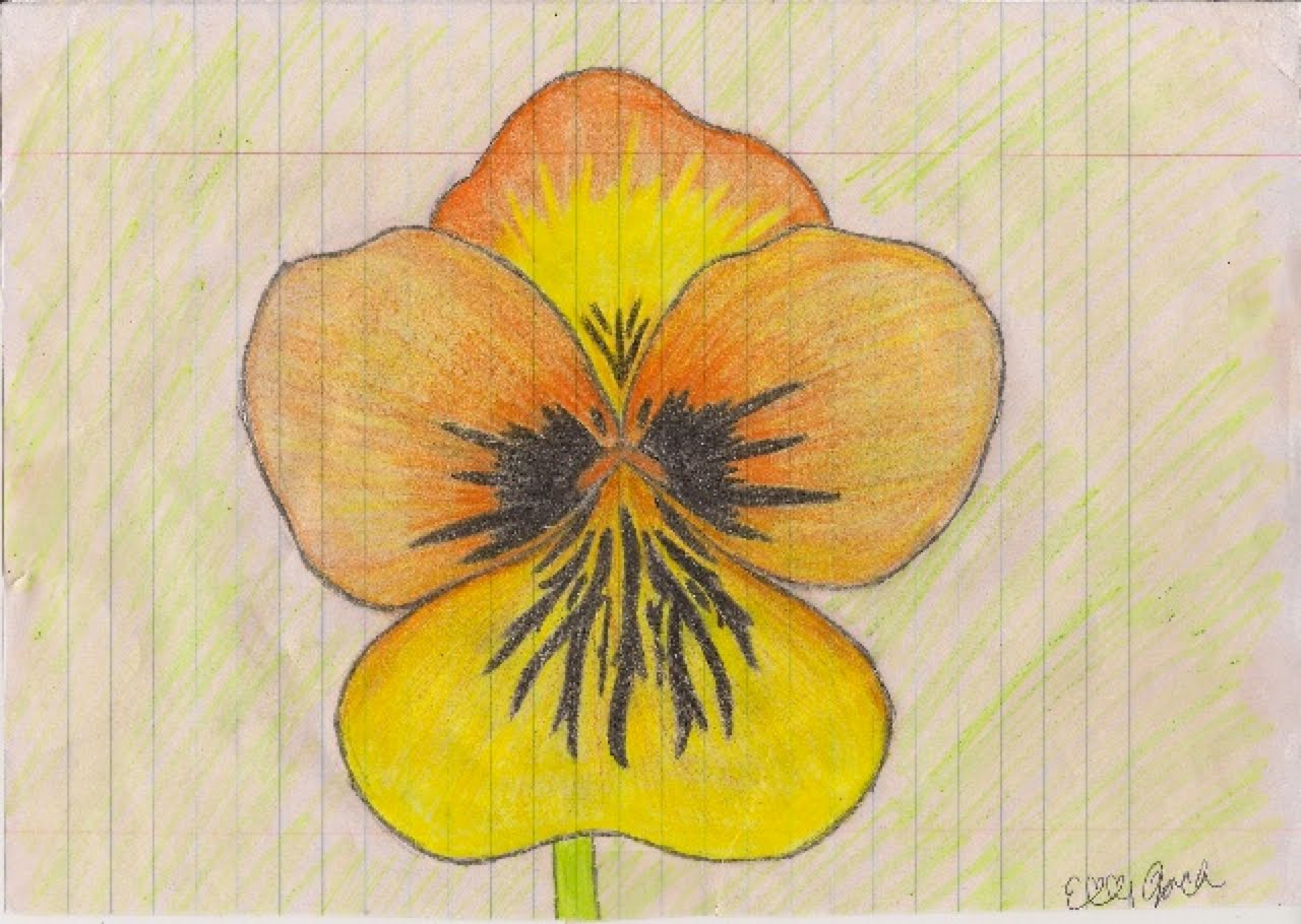 1280x910 enthusiastically elly flower drawings - Pansy Flower Drawing