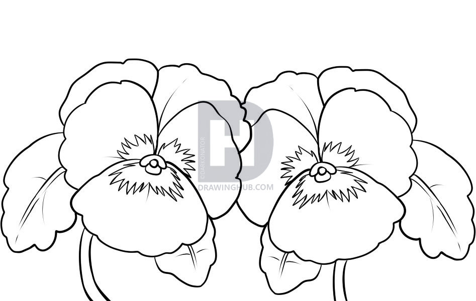 947x600 how to draw pansies, step - Pansy Flower Drawing