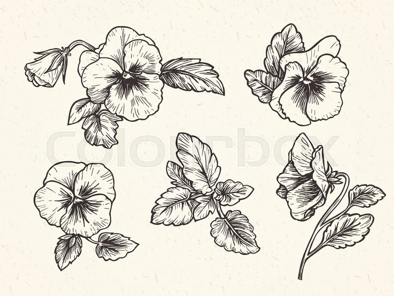 800x600 hand drawn pansy flowers vintage stock vector colourbox - Pansy Line Drawing