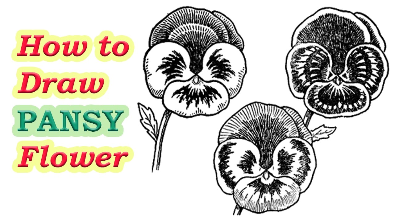 1280x720 How To Draw Pansies With Step - Pansy Line Drawing