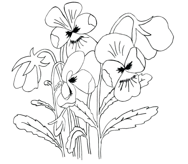 Pansy Line Drawing at PaintingValley.com | Explore collection of Pansy ...