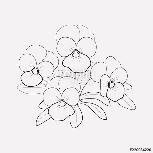 500x500 pansy icon line element vector illustration of pansy icon line - Pansy Line Drawing