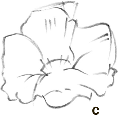 467x456 poppy and pansy - Pansy Line Drawing
