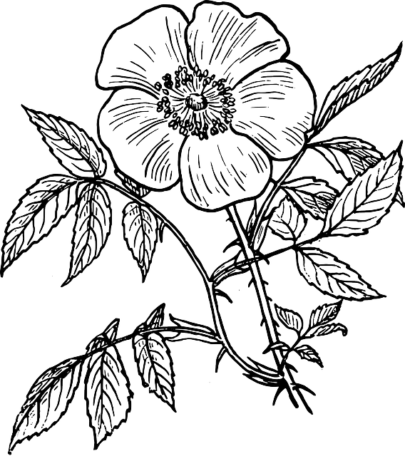 568x640 collection of free pansy drawing outline download on ui ex - Pansy Line Drawing