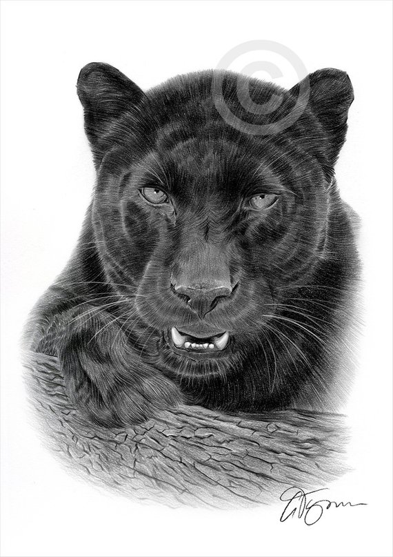 570x807 Black Panther Pencil Drawing Art Print Big Cat Illustration Etsy - Panther Drawing