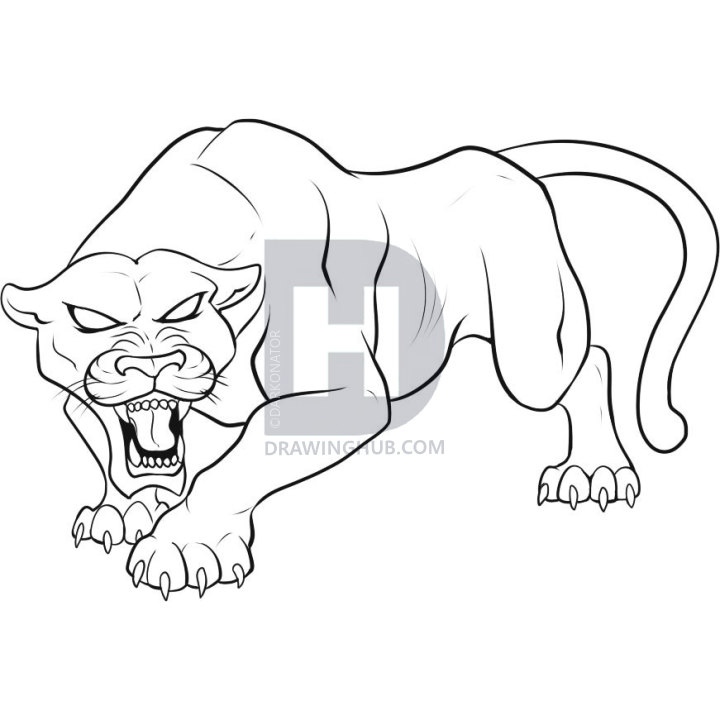 720x720 How To Draw A Black Panther, Step - Panther Drawing