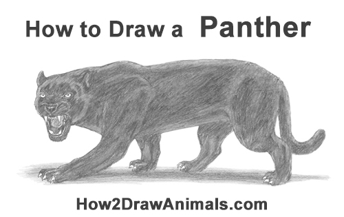 500x315 How To Draw A Black Panther Roaring - Panther Drawing