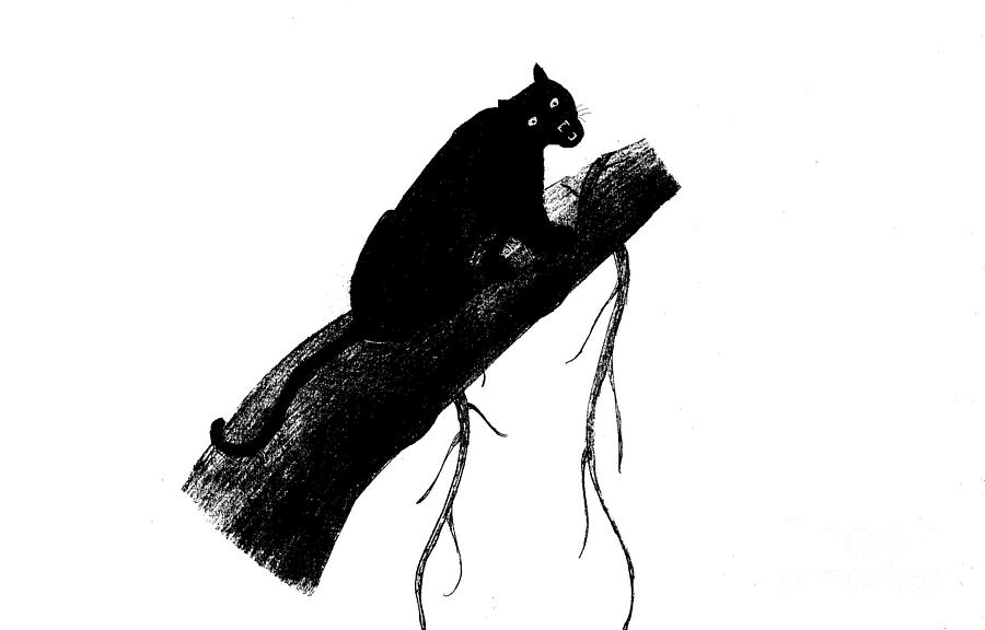 900x576 Black Panther Drawing - Panther Drawing Images