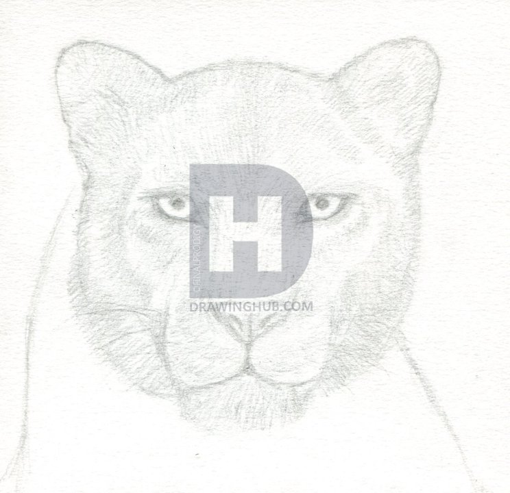 Panther Face Drawing at PaintingValley.com | Explore collection of ...