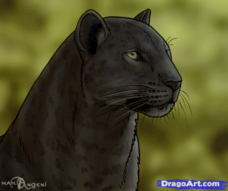 753x633 How To Draw Panthers, Black Panthers, Step - Panther Head Drawing