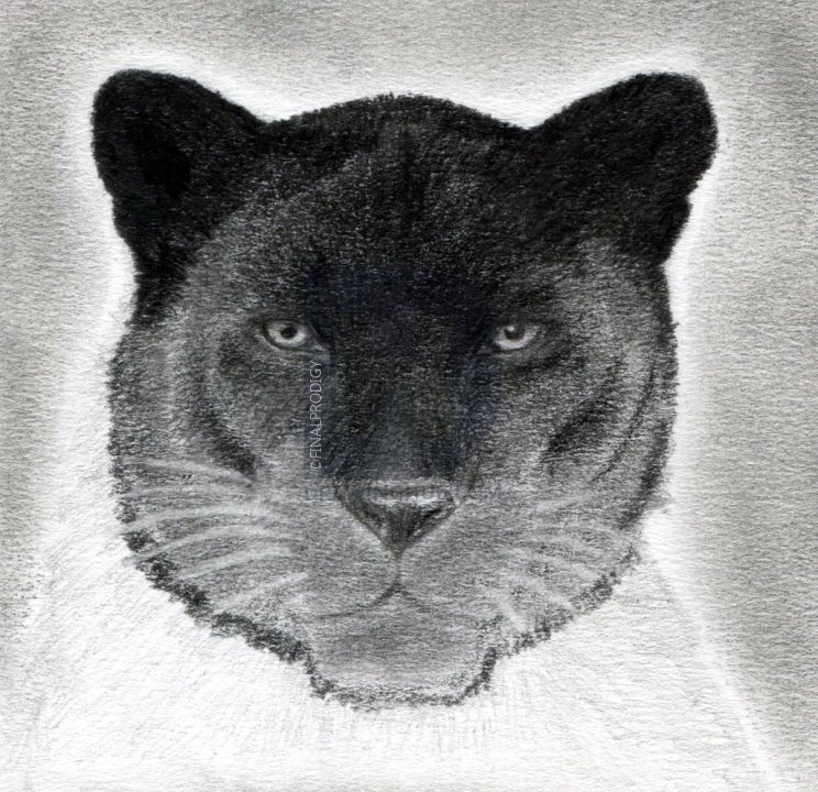 744x720 how to draw a black panther, realistic panther, step - Panther Head Drawing