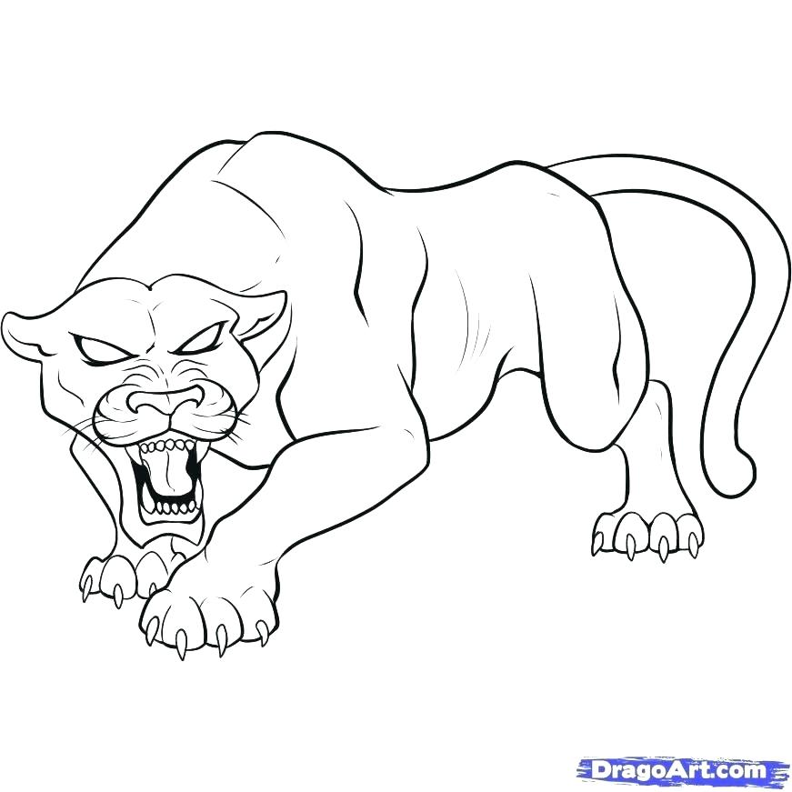 871x871 Panther Head Drawing - Panther Head Drawing