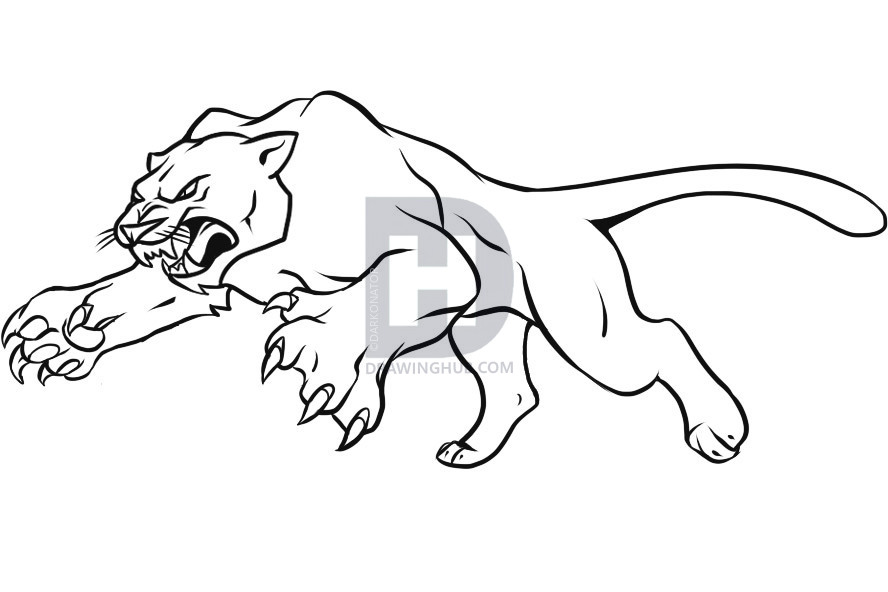 888x592 How To Draw A Panther, Step - Panther Line Drawing