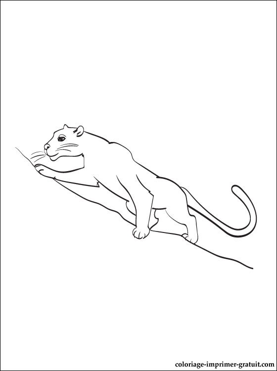 560x750 Panther - Panther Line Drawing