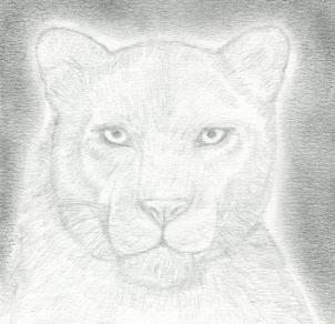 302x292 How To Draw A Black Panther, Realistic Panther, Step - Panther Pencil Drawing