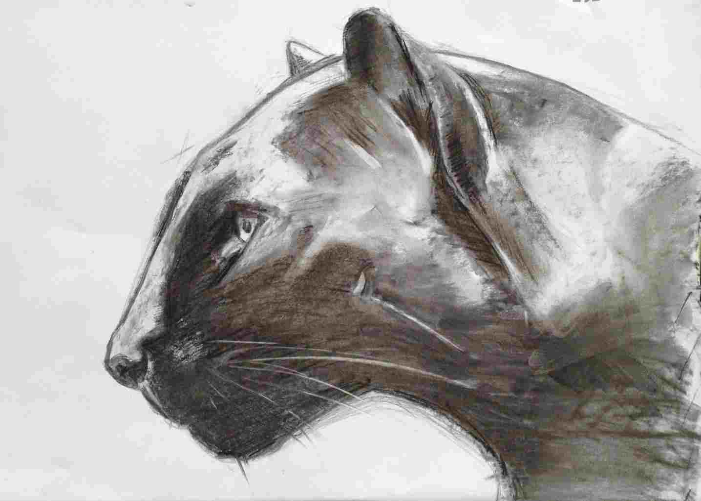 1435x1026 Panther Pencil Images Sketch Black - Panther Pencil Drawing