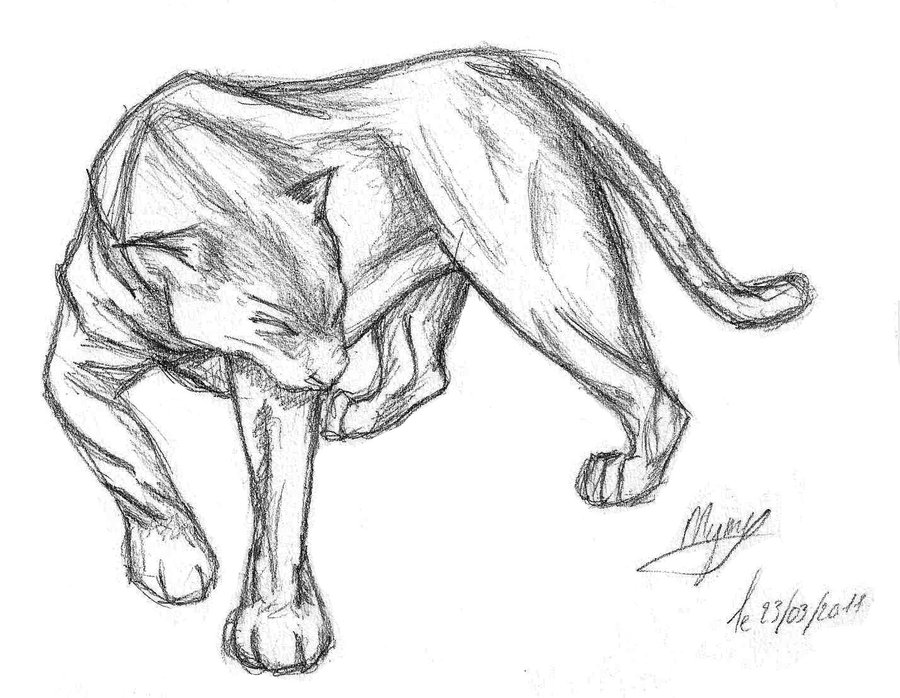 900x698 Panther Lineart Pencil Sketch For Free Download - Panther Pencil Drawing