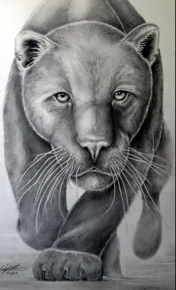 585x960 My Panther Drawing Pencil Graphite My Art Black Panther - Panther Pencil Drawing