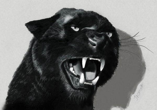 600x421 Black Panther Pencil Drawing - Panther Pencil Drawing
