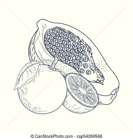 450x470 Oranges And Papaya Hand Draw Icon Vector Illustration Graphic Design - Papaya Drawing