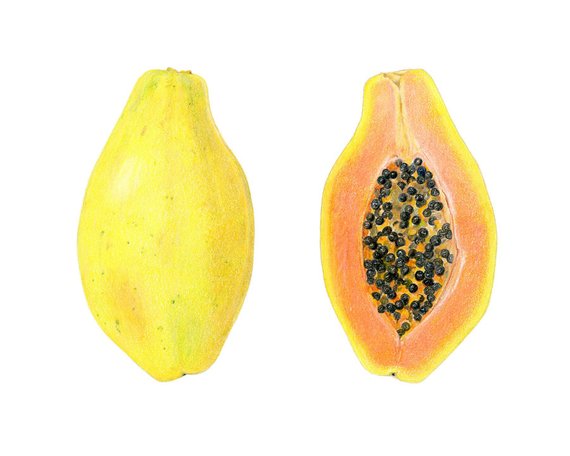 570x456 Papaya - Papaya Drawing