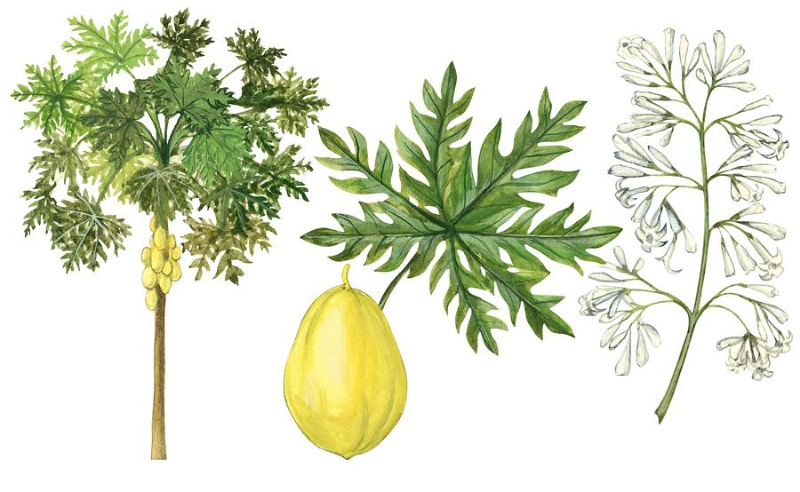 900x554 Papaya Drawing - Papaya Drawing