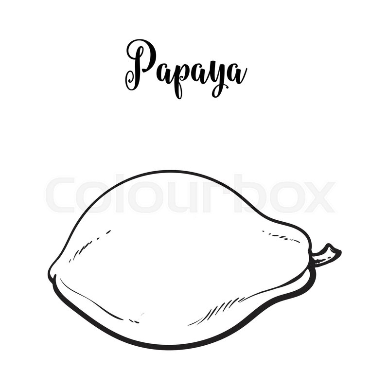 800x800 Whole Unpeeled, Uncut Papaya Tropical Stock Vector Colourbox - Papaya Drawing