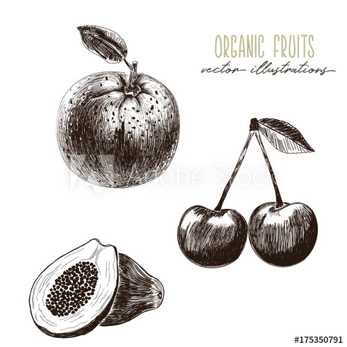 500x500 Orange, Cherry, Papaya - Papaya Fruit Drawing