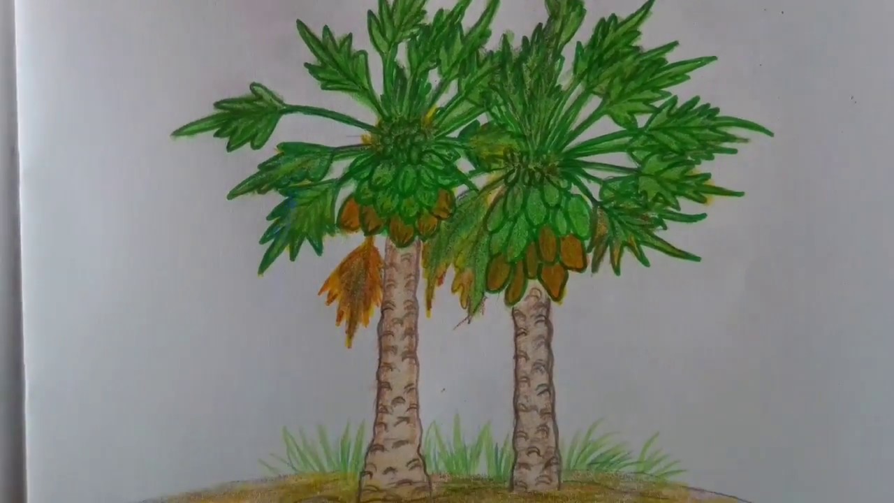 1280x720 How To Draw Papaya Tree - Papaya Tree Drawing